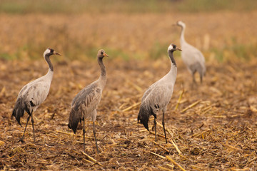 Naklejka premium Grauer Kranich Grus grus
