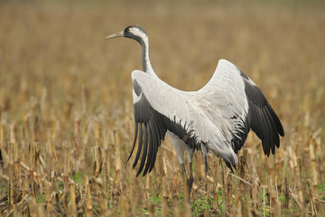 Grauer Kranich Grus grus