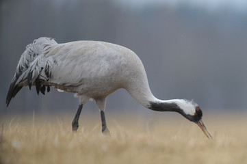 Fototapeta premium Grauer Kranich Grus grus