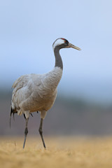 Grauer Kranich Grus grus