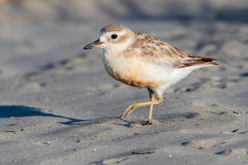 Red-breasted Endemic New Zealand Dotterel