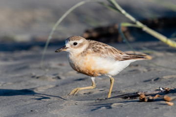 Red-breasted Endemic New Zealand Dotterel