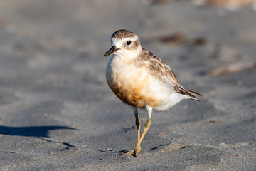 Red-breasted Endemic New Zealand Dotterel