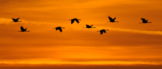 Grauer Kranich Grus grus
