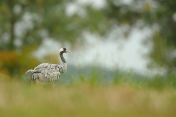 Grauer Kranich Grus grus