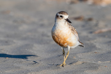 Red-breasted Endemic New Zealand Dotterel