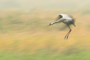 Grauer Kranich Grus grus