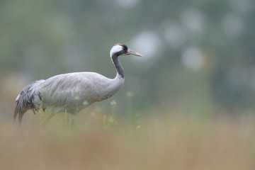 Grauer Kranich Grus grus