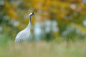 Grauer Kranich Grus grus