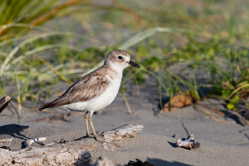 Red-breasted Endemic New Zealand Dotterel