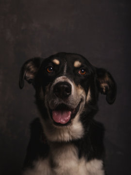 Dark portrait of a mongrel dog with expressive face waiting to be adopted