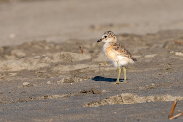 Red-breasted Endemic New Zealand Dotterel
