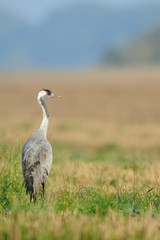 Grauer Kranich Grus grus