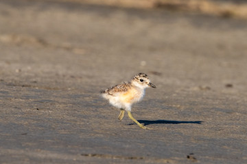 Red-breasted Endemic New Zealand Dotterel