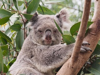 Cute Charming Chubby Koala in a Calm Relaxed Pose.