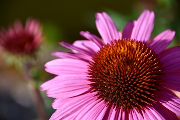 Fototapeta premium Pink flower in garden - Echinacea