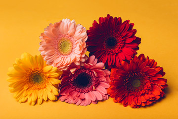Colorful gerbera flowers on a yellow background.