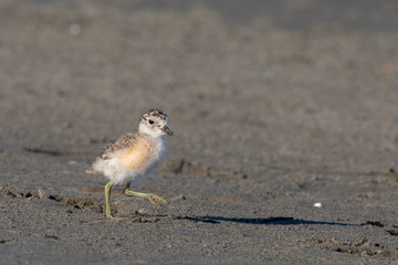 Red-breasted Endemic New Zealand Dotterel