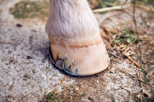 Horse hoof on the ground