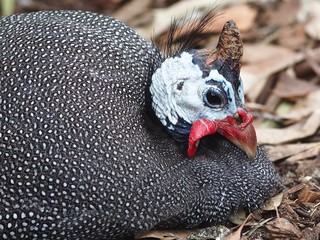 Relaxed Leisurely Easy-Going Guinea Fowl with Exquisite Black & White Plumage.