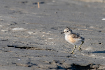 Red-breasted Endemic New Zealand Dotterel