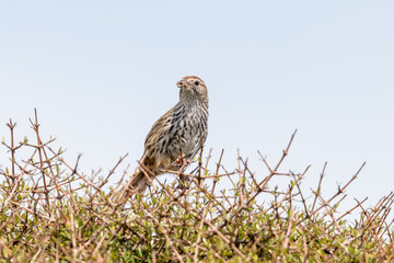North Island Fernbird in New Zealand