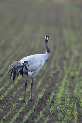 Grauer Kranich Grus grus
