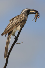 Grautoko Tockus nasutus