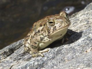Hypno-Toad