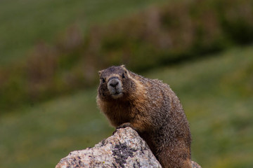 Marmot