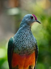 Magnificent Glamorous Rose-Crowned Fruit-Dove with Beautiful Vibrant Plumage.