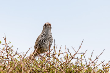 North Island Fernbird in New Zealand