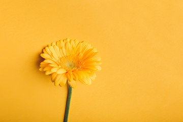 Yellow gerbera flower on color background.