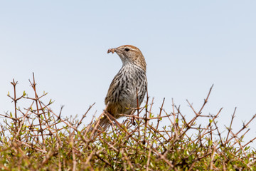 North Island Fernbird in New Zealand