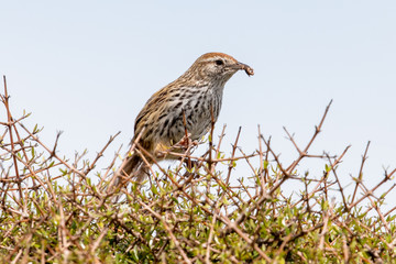 North Island Fernbird in New Zealand