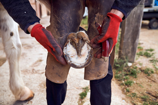 Cropped unrecognizable blacksmith boy changing horseshoe to the leg of a horse using bald lime hammer pliers
