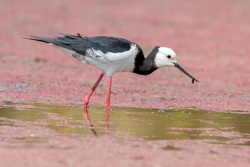 Pied Stilt in New Zealand