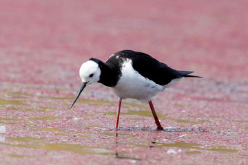 Pied Stilt in New Zealand