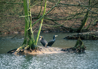 Kormoran Phalacrocorax carbo