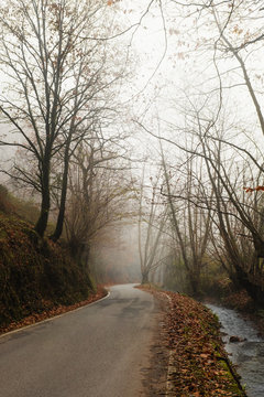 Empty road in misty autumn forest