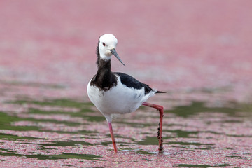 Pied Stilt in New Zealand