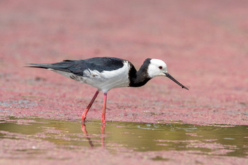 Pied Stilt in New Zealand