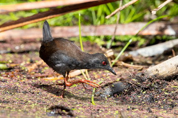 Spotless Crake in Australasia