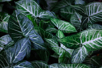 hojas verdes con lineas blancas