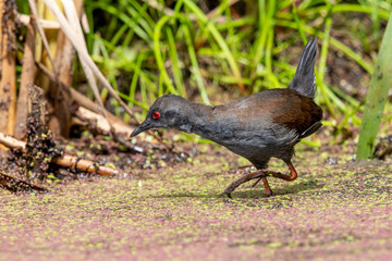 Spotless Crake in Australasia