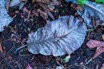 Close up of a fallen magnolia leaf on ground, top view