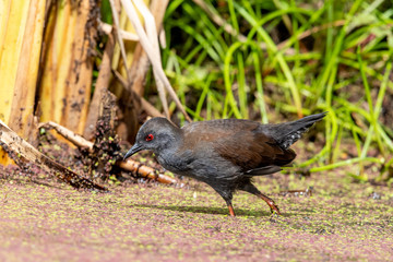 Spotless Crake in Australasia