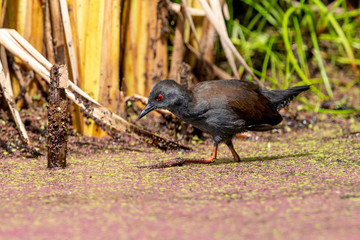 Spotless Crake in Australasia