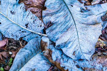 Close up of a fallen magnolia leaves  on ground, top view