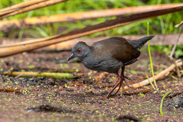 Spotless Crake in Australasia